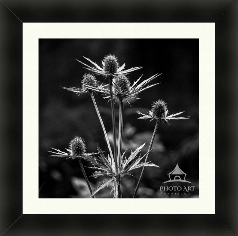 THISTLE GEOMETRY BLACK WHITE MUMBAI
