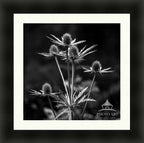 THISTLE GEOMETRY BLACK WHITE MUMBAI