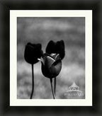 TULIPS NEW