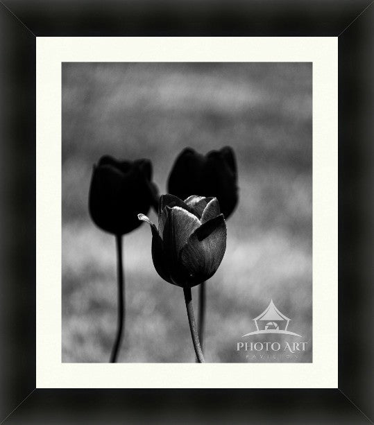 TULIPS NEW