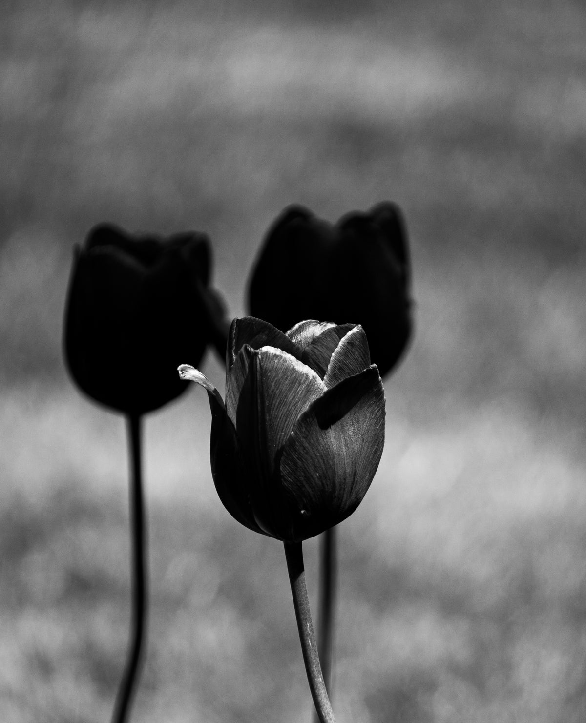 TULIPS NEW